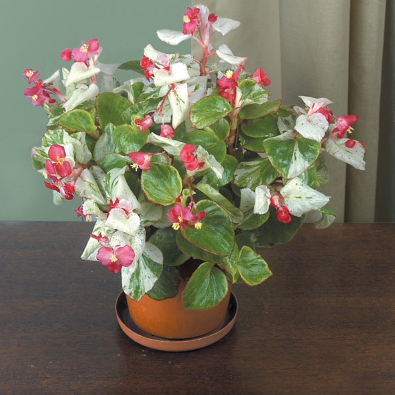 Begonia Calla Lily (Begonia fibrous hybrid)