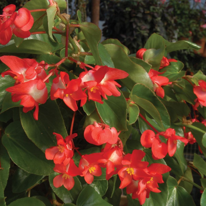 Begonia Christmas Candy (Begonia fibrous hybrid)