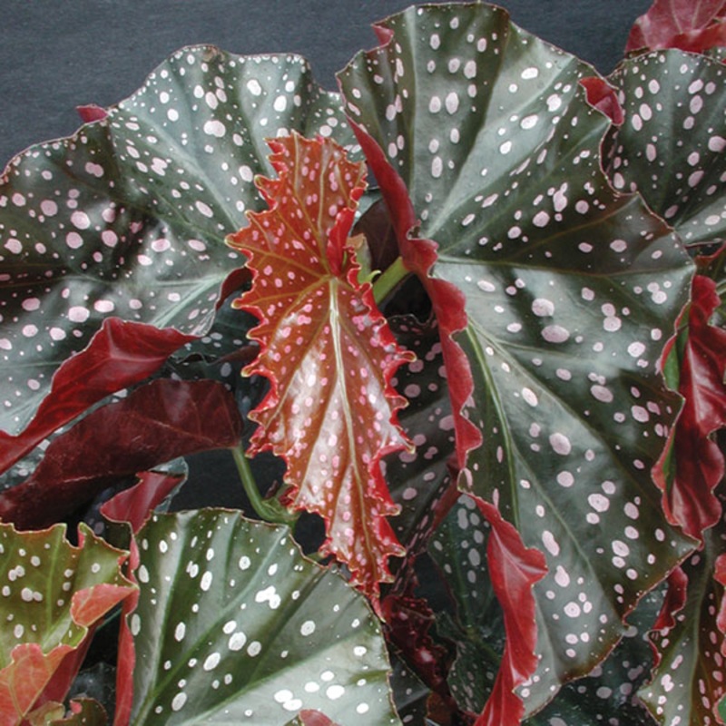 Begonia Cracklin Rosie (Begonia fibrous hybrid)