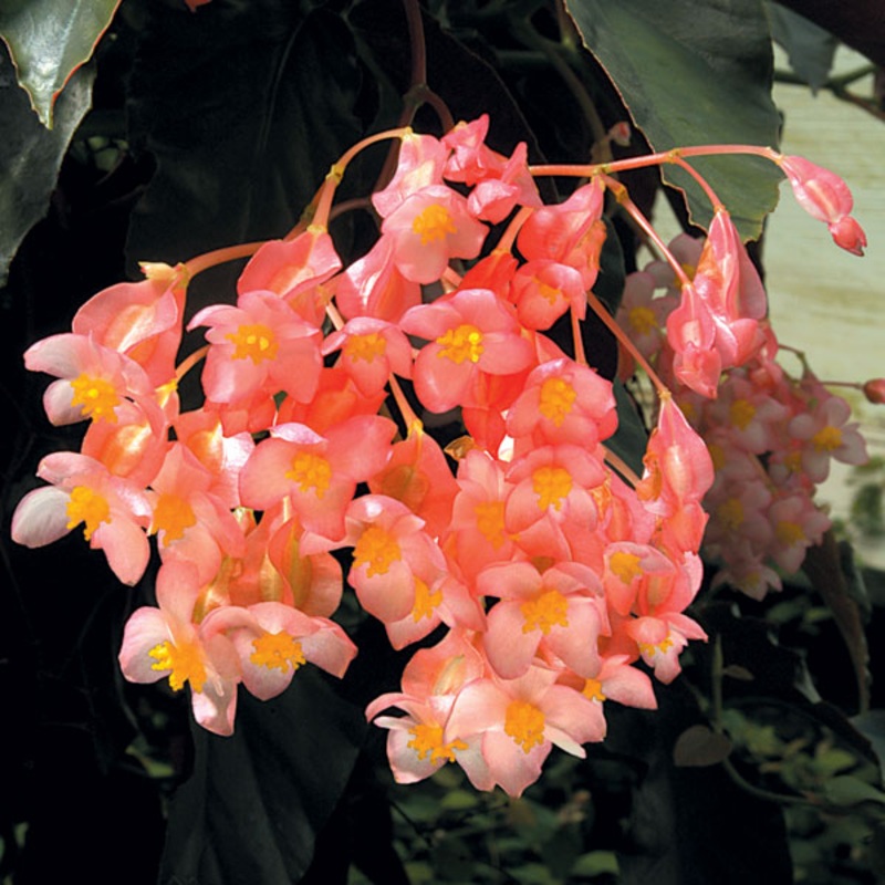 Begonia Elaine (Begonia fibrous hybrid)