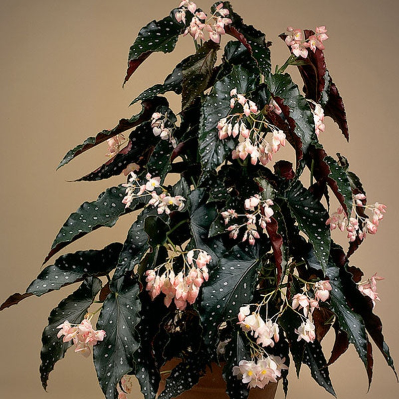 Begonia Good N Plenty (Begonia fibrous hybrid)