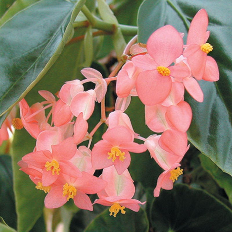 Begonia Honeysuckle (Begonia fibrous hybrid)