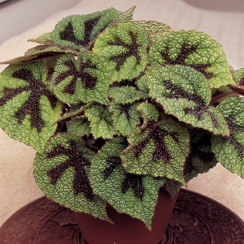 Begonia ‘Iron Cross’ (Begonia masoniana)