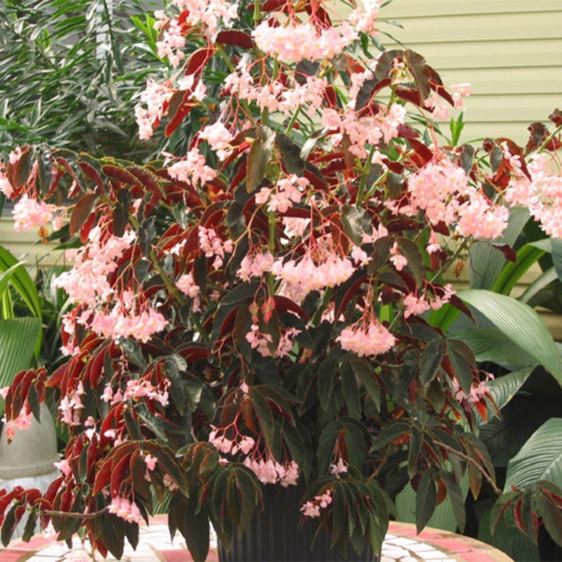 Begonia Jim’s Cotton Candy (Begonia fibrous hybrid)