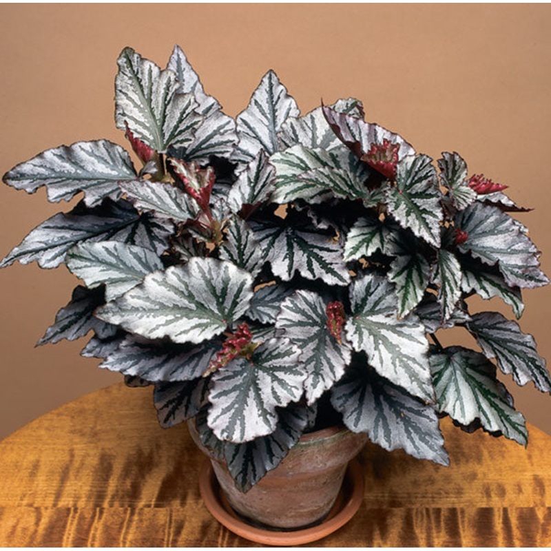 Begonia Kismet (Begonia fibrous hybrid)