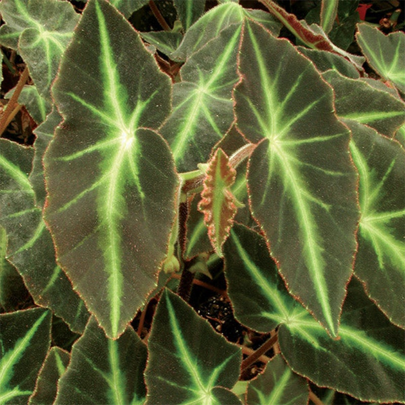 Begonia listada (Begonia species)