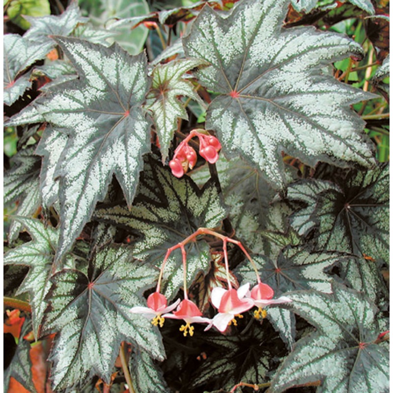Begonia Little Brother Montgomery (Begonia fibrous hybrid)