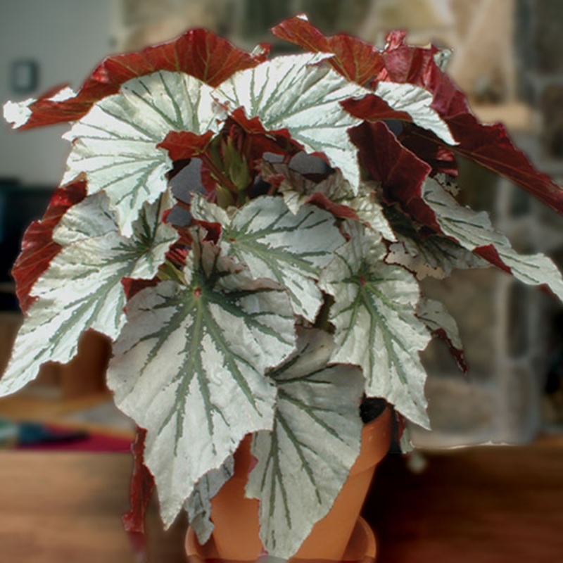 Begonia Looking Glass (Begonia fibrous hybrid)