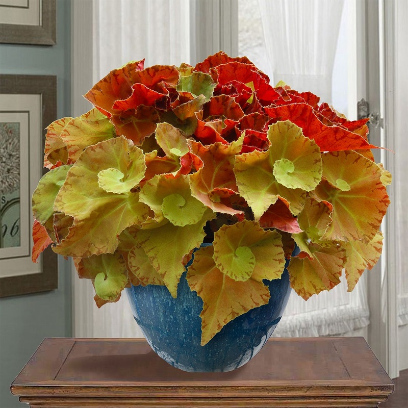 Begonia Martha Stewart (Begonia rhizomatous hybrid)