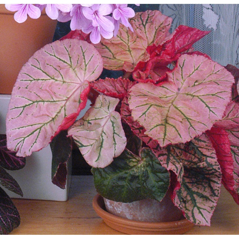 Begonia Midnight Sun (Begonia rhizomatous hybrid)