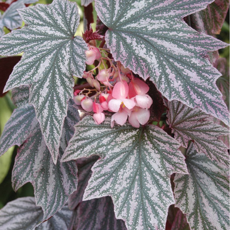 Begonia Pink Minx (Begonia fibrous hybrid)
