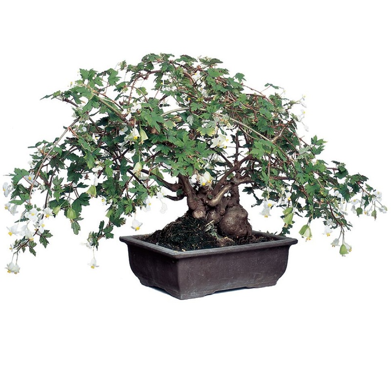 Begonia Richardsiana (Begonia dregei Richardsiana)