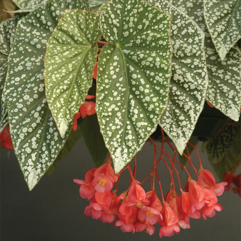 Begonia Snow Capped (Begonia fibrous hybrid)