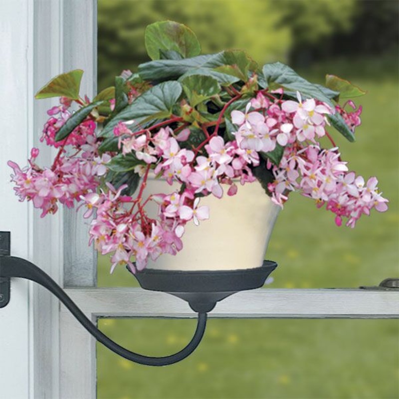 Begonia Tea Rose (Begonia fibrous hybrid)
