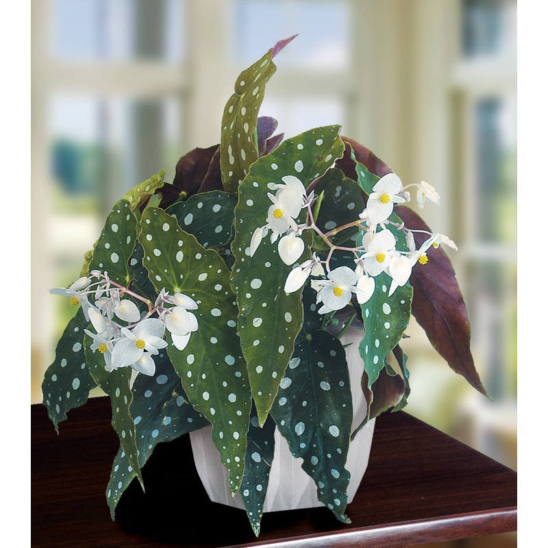 Begonia Wightii (Begonia maculata variegata)