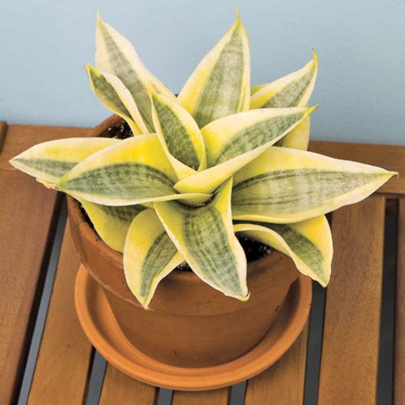 Birds Nest Sansevieria Gold Hahnii (Sansevieria hybrid)