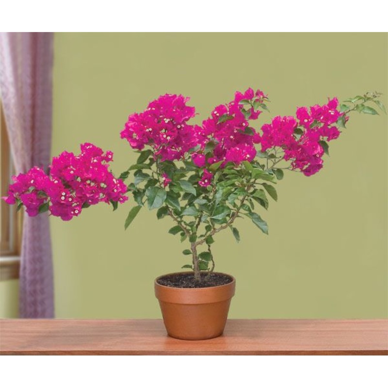 Bougainvillea Vera Purple PP (Bougainvillea hybrid)