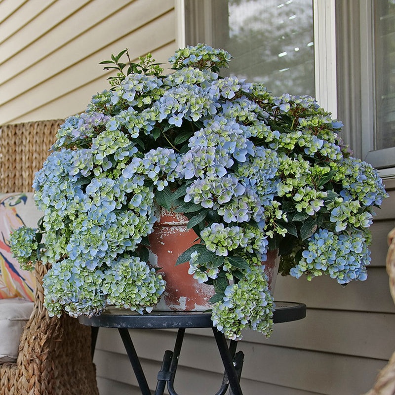 Cascade Hydrangea Fairytrail Fresco PP (Hydrangea hybrid)