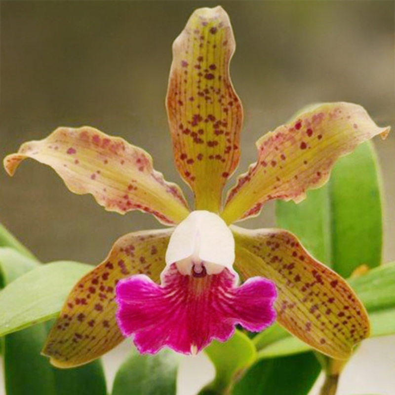 Cattleya Orchid ‘Raingreen’s Small Wonder’ (Cattleya schilleriana x C. Small World hybrid)