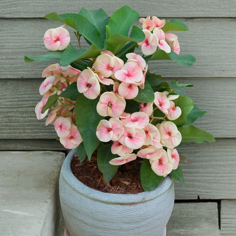 Crown of Thorns Approve (Euphorbia milii hybrid)