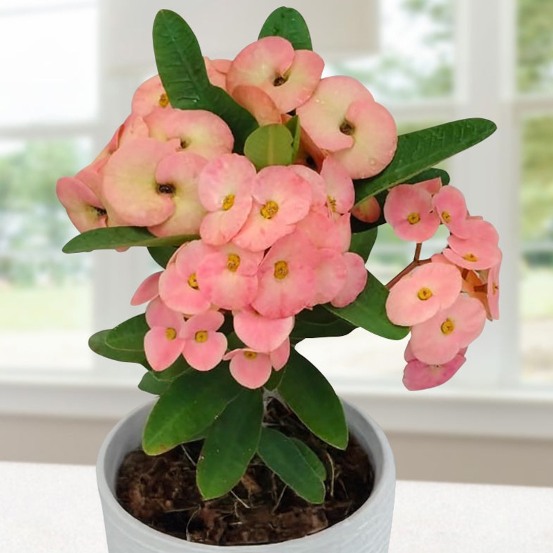 Crown of Thorns Peachy Mood (Euphorbia milii hybrid)
