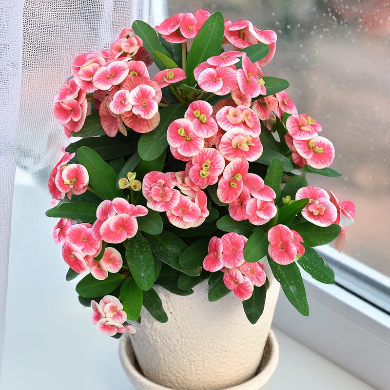 Crown of Thorns Sonia (Euphorbia milii hybrid)