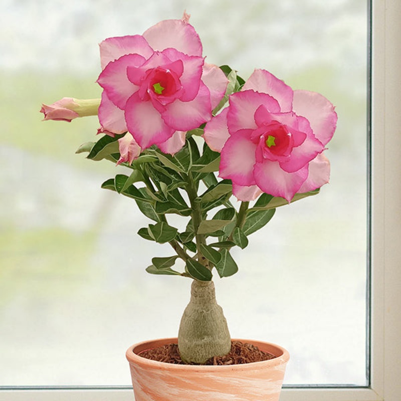 Desert Rose Good Luck (Adenium hybrid)