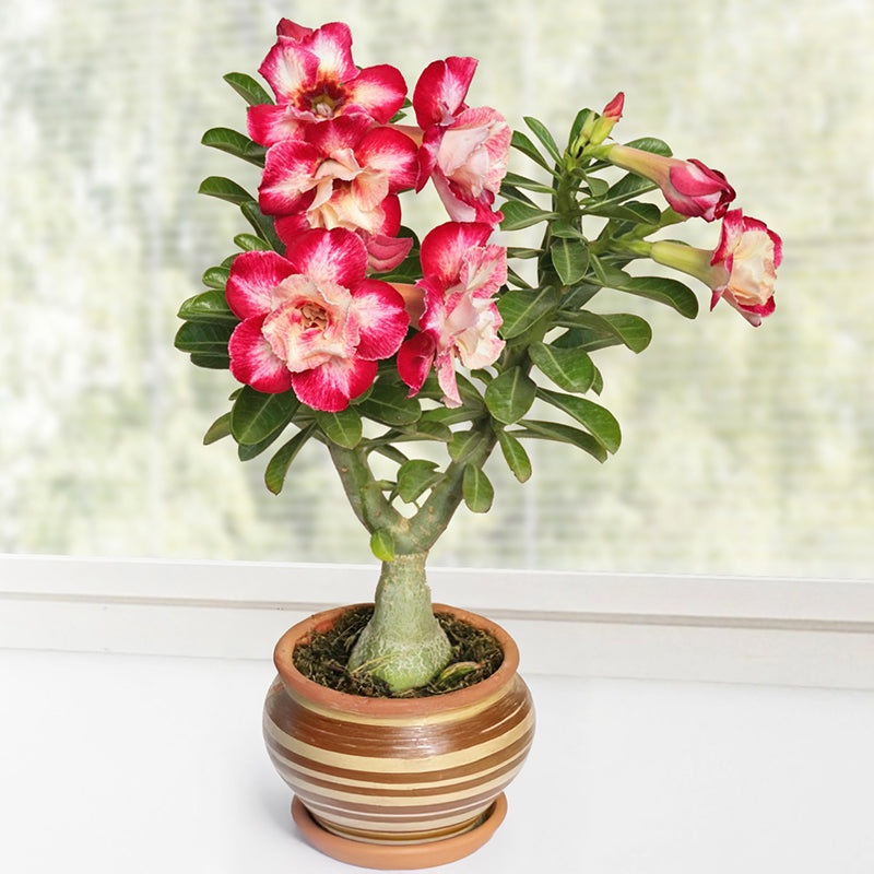 Desert Rose Raspberry Ripple (Adenium hybrid)