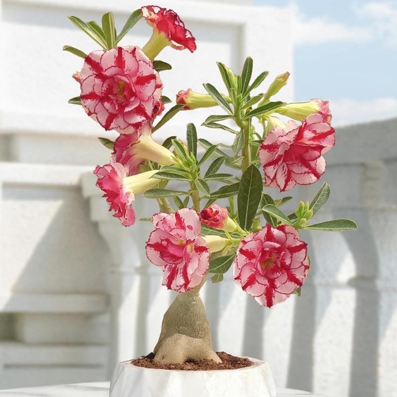 Desert Rose Strawberry Swirl (Adenium hybrid)