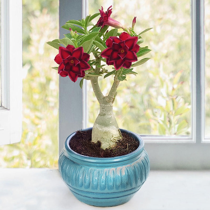 Desert Rose Vulcanus NX (Adenium hybrid)