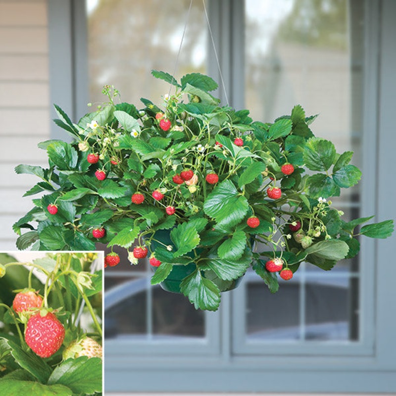 Everbearing Strawberry Plants Mara des Bois PP (Fragaria hybrid)