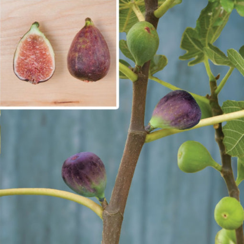 Fig Tree Black Mission (Ficus carica)