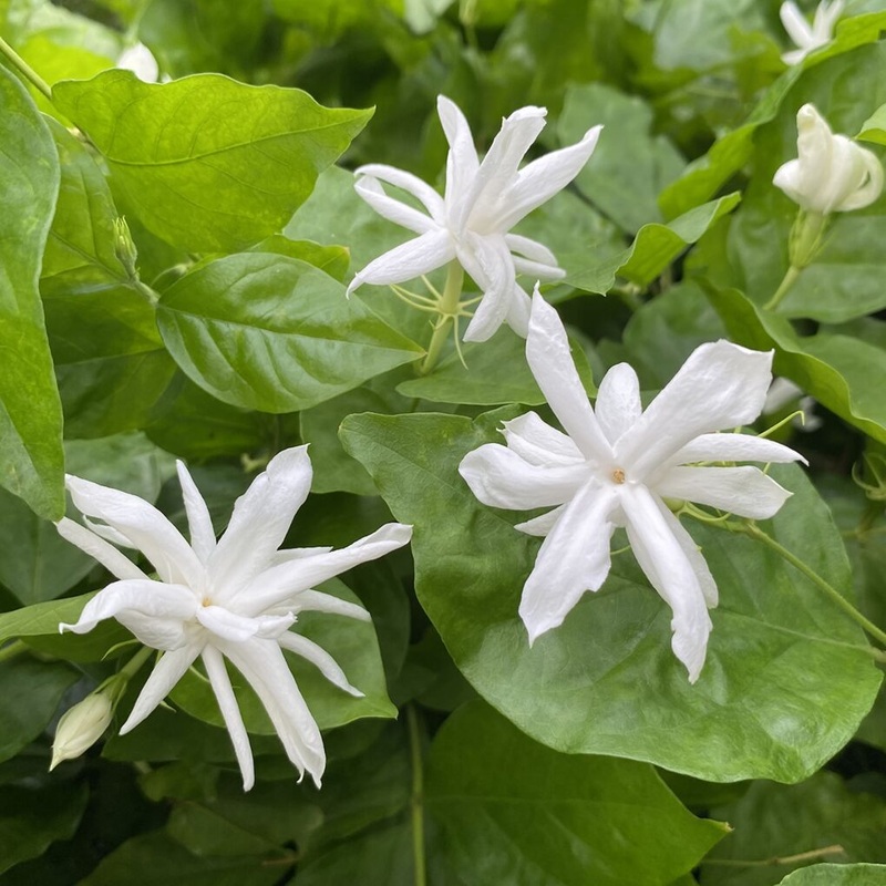 Jasmine Belle of India (Jasminum sambac)