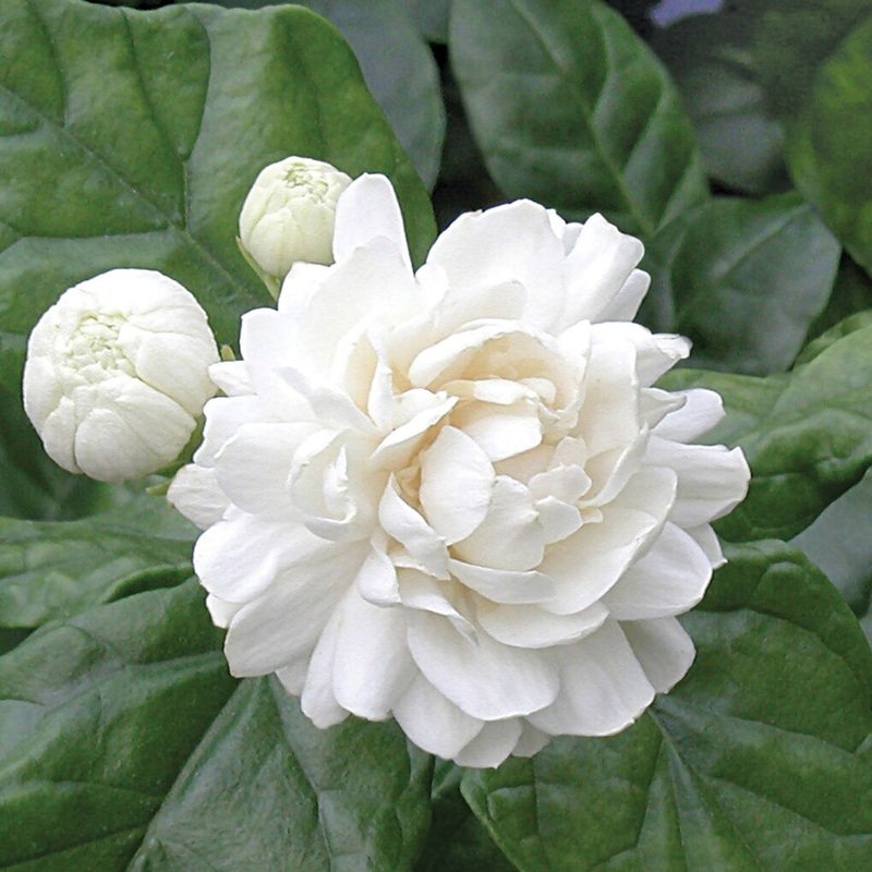 Jasmine Grand Duke of Tuscany (Jasminum sambac)
