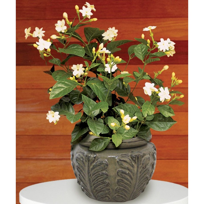 Jasmine Maid of Orleans (Jasminum sambac)