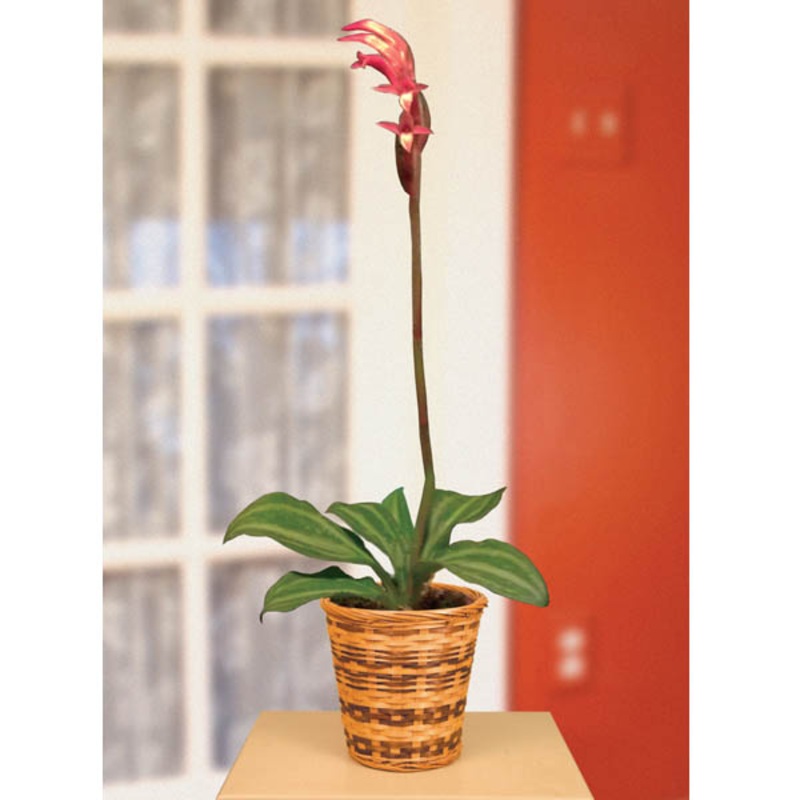 Jewel Orchid ‘Red Stripe’ (Stenosarcos vanguard)