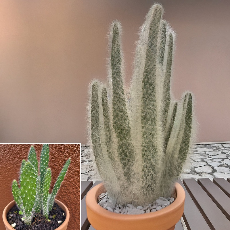 Opuntia Snow White (Opuntia hybrid)
