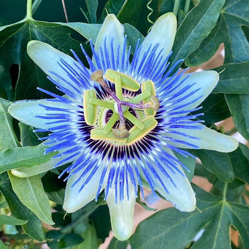 Passion Flower Blue Bahama (Passiflora caerulea)