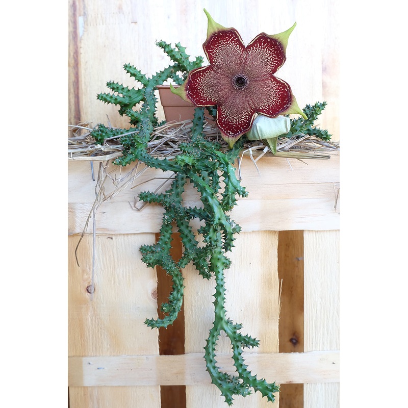 Persian Carpet Flower (Edithcolea grandis)