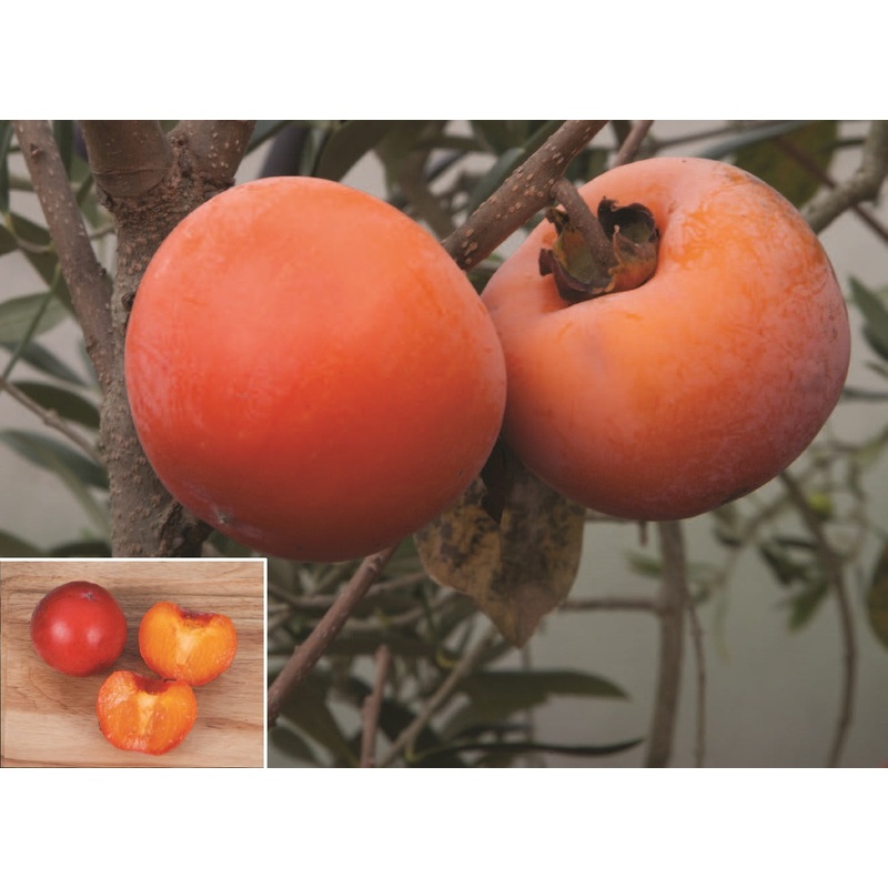 Persimmon Tree Nikitas Gift (Diospyros virginiana x kaki)