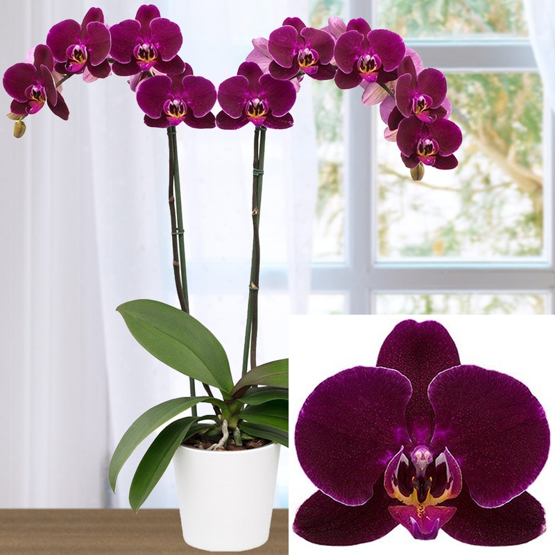 Phalaenopsis Orchid Dragon Dance (Phalaenopsis hybrid)