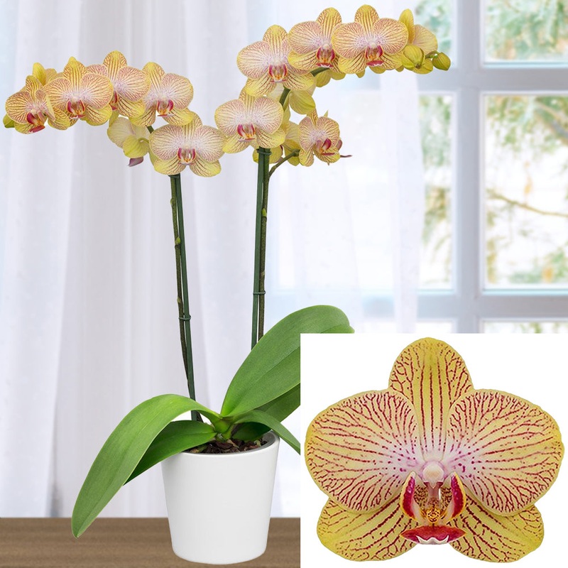 Phalaenopsis Orchid Honeydew (Phalaenopsis hybrid)