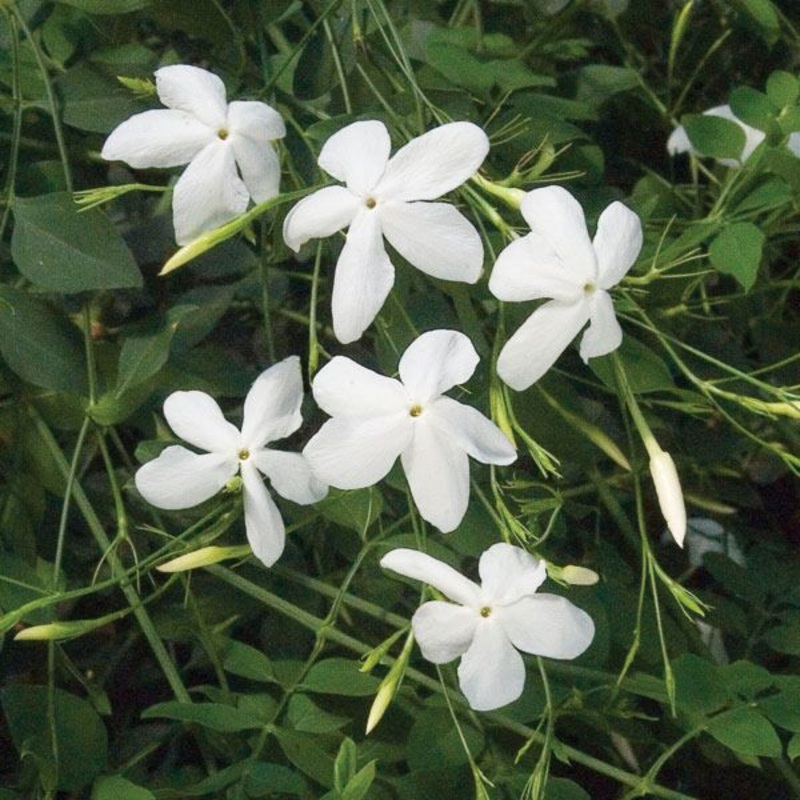 Poets Jasmine (Jasminum grandiflorum)
