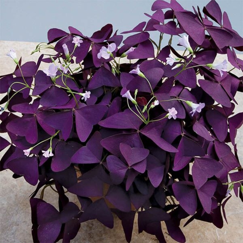 Purple Shamrock Plant (Oxalis regnellii ‘Francis’)