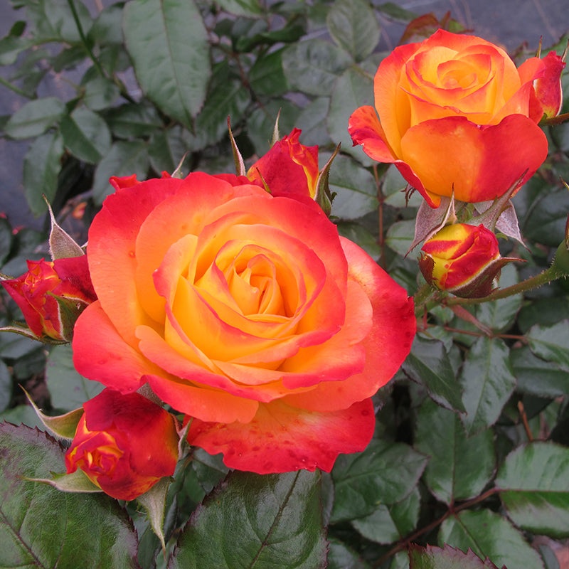 Rose Oso Easy En Fuego (Rosa hybrid)