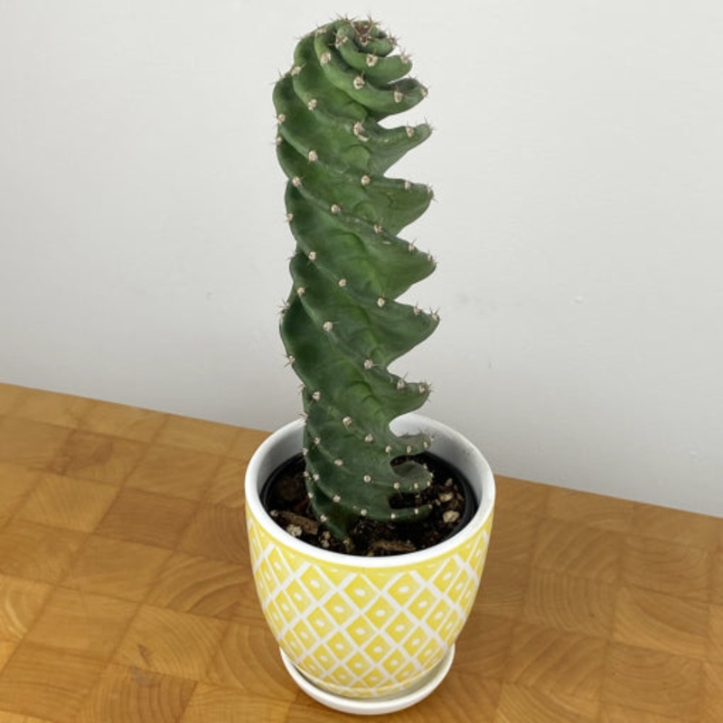 Spiral Cactus (Cereus forbesii Spiralis)
