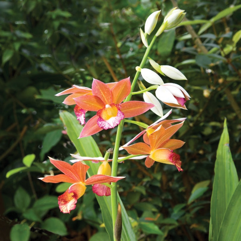 Terrestrial Orchid Wild Thing (Phaius microburst)