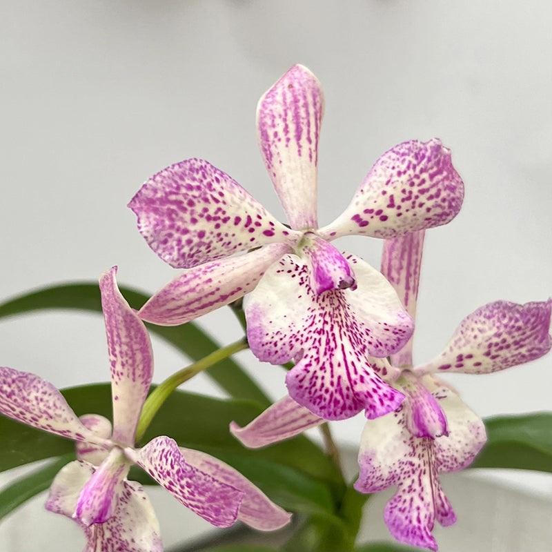 Tuckerara Orchid Hilo Adventure Pinkie (Cattleya x Epidendrum x Caularthron)