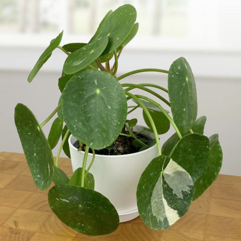 Variegated Chinese Money Plant White Splash (Pilea peperomioides hybrid)