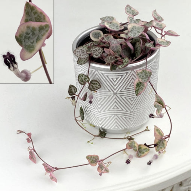 Variegated String of Hearts (Ceropegia woodii Variegata)